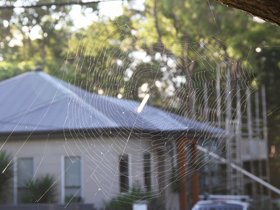 2021-01-06 cobweb.jpg